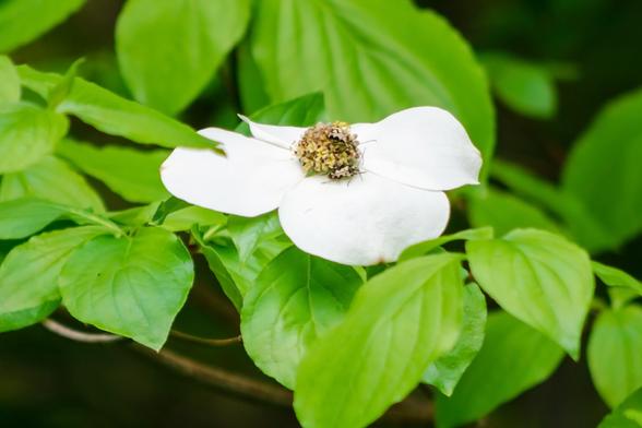 A branch with large,  green leaves, and in the centre, a dogwood flower. The flower centre (where the actual flowers are) is a cream and green mound; around it are the 4 large, white bracts. Foraging on the central flower mound are two long beetles; their elytra (wing cases) are whitish with black semi-circles along the outer edges.