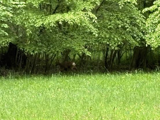 Blick über eine hohe Wiese hinweg auf einen Waldrand, an dem unter den vordersten Bäumen ein Reh steht, von dem man aber eigentlich nur den weißen “Spiegel“ erkennt.