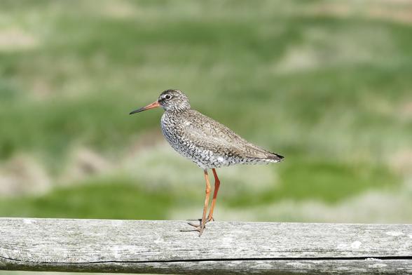 Der Watvogel mit dem klangvollen Namen Rotschenkel steht auf einem Holzgeländer im Hintergrund Grün.