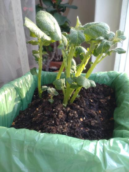 Few fresh green sprouts of potato plant in the box on the windowsill