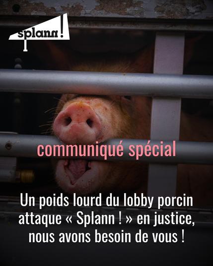 Communiqué spécial

Un poids lourd du lobby porcin attaque "Splann !" en justice, nous avons besoin de vous !