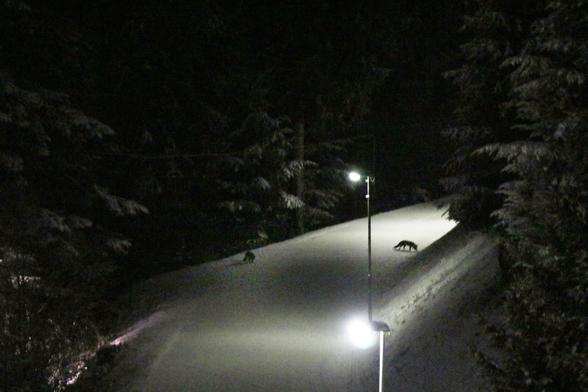 Das Bild zeigt eine verschneite Straße bei Nacht, die von zwei Straßenlaternen beleuchtet wird. Die Straße führt durch einen Wald, der von dichten, dunklen Bäumen umgeben ist, die mit Schnee bedeckt sind. Die Laternen werfen ein helles Licht auf die Straße, die mit frischem Schnee bedeckt ist. In der Mitte der Straße ist ein Tier zu sehen, das sich bewegt, möglicherweise ein Fuchs, da es sich auf dem Schnee bewegt und die Umgebung erkundet. Die Umgebung wirkt ruhig und still, mit dem Schnee als Hauptfarbe und dem dunklen Wald im Hintergrund. Die Straße führt in die Ferne, wo sie von den Bäumen umgeben ist, und die Laternen sind gleichmäßig entlang der Straße angeordnet.
