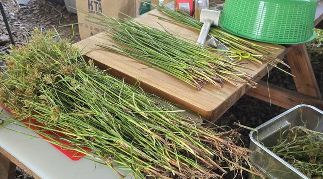 A table filled with various stages of nut sedge being processed into usable fibers for weaving. Plant matter, stems, bowls and scissors.