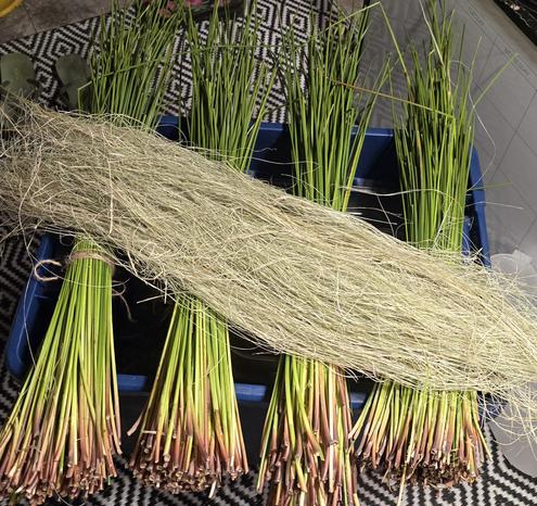 Four bundles of green and stiff, processed sedge stems laid flat with a bundle of soft, dry, flax-like, goldish-green sedge fiber draped across them.