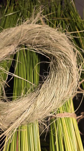 Close up of fresh sedge stems against processed sedge fibers.