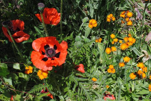a view down unto a garden bed filled with red oriental poppies and orange flowering hawk weed