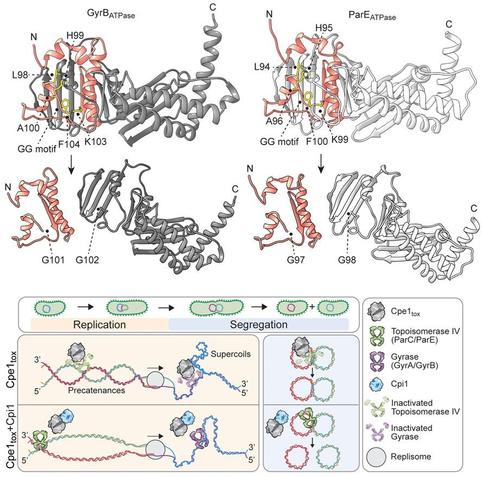 Top: Ribbon diagrams of E. coli GyrB (left) and ParE (right) before and after cleavage by Cpe1tox. Crystal structures of the 43-kDa ATPase domain of E. coli GyrB (PDB: 4PRV) and ParE (PDB: 1S16) were used. Residues of the consensus sequence (LHAGGKF) are shown in yellow. Structure related to the small fragments after Cpe1tox cleavage are indicated as pink ribbons. Predicted structures after cleavage at the double glycine motif demonstrated disruption of the ATPase domain of both GyrB and ParE. Bottom: Working model of how Cpe1 intoxicates bacteria. During interbacterial competition, Cpe1 targets and cleaves the ATPase domains of GyrB and ParE in target cells. The cleavage leads to accumulations of unrelaxed supercoils and precatenanes, disrupts DNA segregation, and ultimately inhibits cell division and growth. In the Cpe1-producing cells or kin cells expressing the immunity protein Cpi1, Cpe1 toxicity is neutralized through direct interaction between Cpe1 and Cpi1.