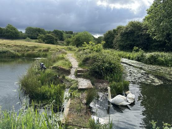 A path between two old mill lodges in a green tree lined valley; a pair of swans on the right of the path, a cocker spaniel is rolling around on the other side of the path; grey cloud and sunshine overhead