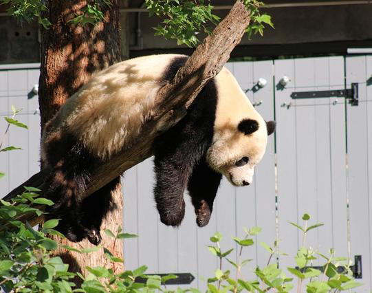Giant panda Bao Li is hanging over a tree limb by his belly.
