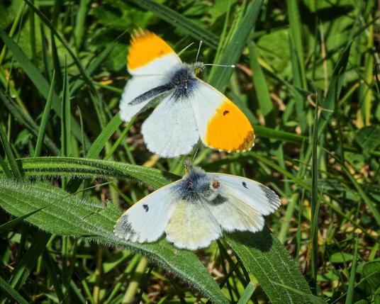 Two orange tip butterflies rest on vibrant green grass in dappled sunlight. The butterfly in the foreground has closed, creamy white wings with faint dark markings, while the butterfly in the background displays its open wings, revealing prominent orange tips on the upper wings and white lower wings. The grass blades are in sharp focus, showing fine details.