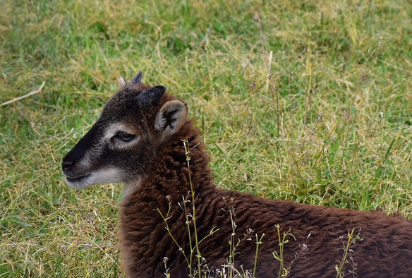 Vitis bébé mouton de Soay deu jardin de L'ENS en 2025