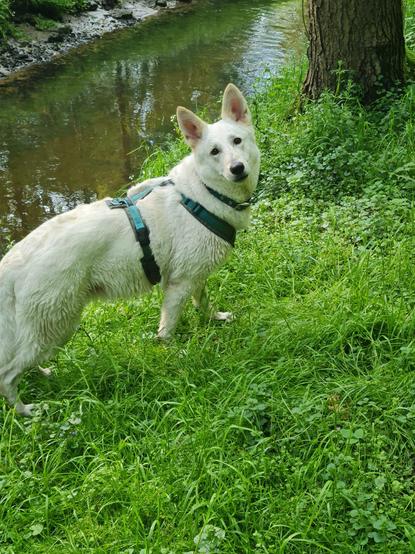 Schweizer Schäferhund