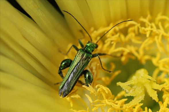 a green irridescent swollen thighed beetle on a yellow marigold.