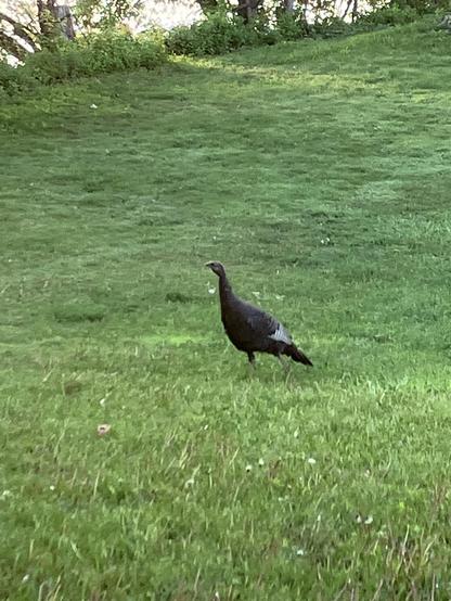 A young or female turkey stands on a grassy field