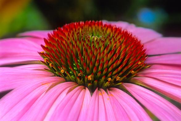 Closeup detail view of an Echinacea (echinacea purpurea) flower.