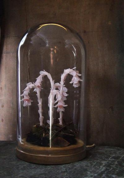 A glass dome with the same Monotropa uniflora sculpture, shown with the lights turned off. The delicate, semi-transparent flowers are a soft white with pinkish centers, giving them an ethereal, ghostly appearance. The natural base and wooden stand are more visible in this lighting.