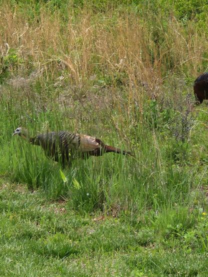 A turkey in the grass facing left with another turkey at the right edge.