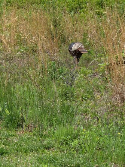 A turkey in the grass facing away from viewer.