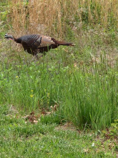 A turkey in the grass facing left.