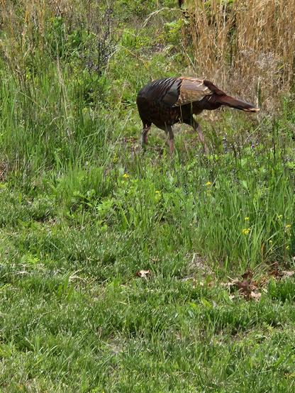 A turkey in the grass pecking at something on the ground.