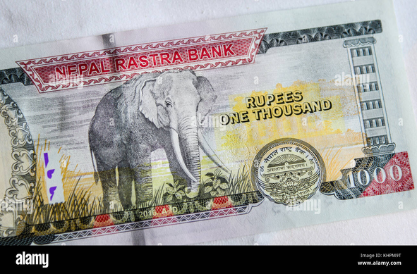 1000 Rupees nepali bank note. Showing an Elephant
