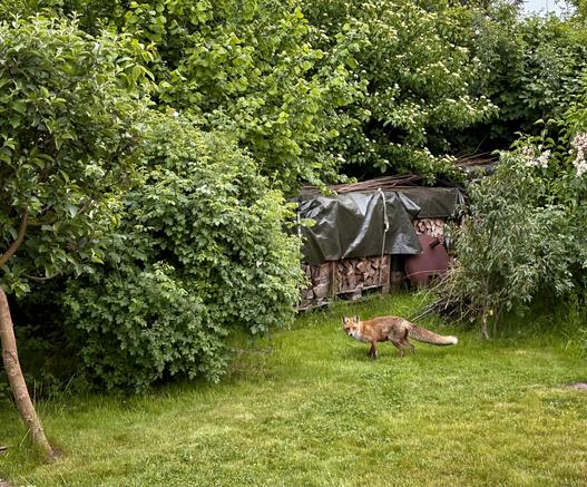 Das Bild zeigt eine üppige, grüne Außenlandschaft mit dichtem Laub und einer Grasfläche. Im Vordergrund läuft ein Fuchs über das Gras. Der Fuchs hat ein rötlich-braunes Fell mit buschigem Schwanz und weißer Unterseite. Im Hintergrund befindet sich eine mit einer dunklen Plane bedeckte Struktur, die wie ein Schuppen oder ein kleiner Lagerbereich aussieht. Unter dem Schuppen liegt ein Stapel Holz, und auf der rechten Seite des Bildes sind einige weiße Blumen zu sehen. Die Umgebung wirkt wie ein Garten oder ein natürliches Areal mit einer Mischung aus Vegetation und von Menschen geschaffenen Strukturen.