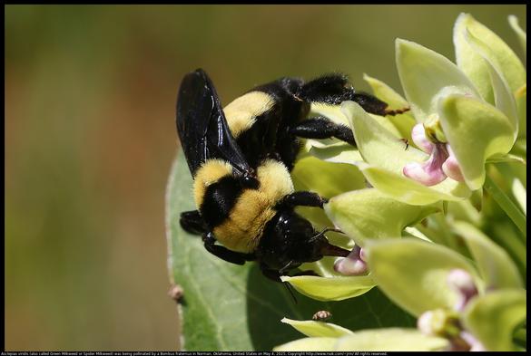 A Bombus fraternus (Southern Plains bumblebee), an endangered species, was pollinating Asclepias viridis (also called Green Milkweed or Spider Milkweed) flowers  in Norman, Oklahoma, United States on May 4, 2025.