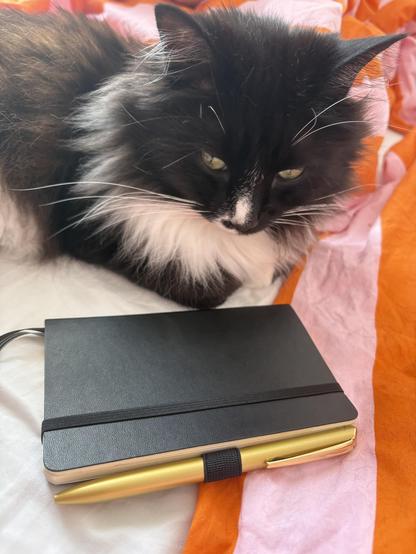 Vincent the tuxedo cat on a bed next to a small black notebook with a gold-colour pen attached.