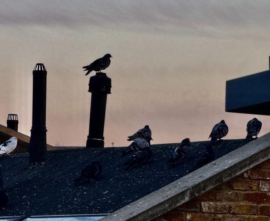Pigeons standing guard on chimney flues