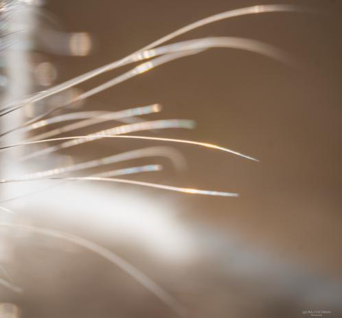 Close up of a cat’s whiskers in the sun.