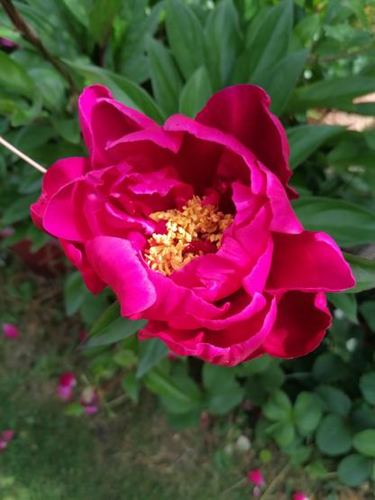 A red peony flower