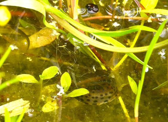 Tricky to photograph but a delight to watch - Smooth Newt activity in the garden pond today. A couple of Newt can be seen here among the vegetation.