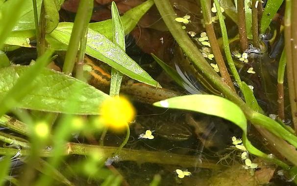 Tricky to photograph but a delight to watch - Smooth Newt activity in the garden pond today.