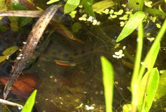 A flash of orange from a displaying male's tail can be seen here.