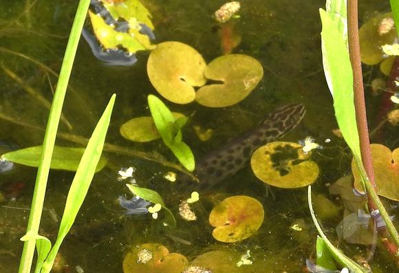 Tricky to photograph but a delight to watch - Smooth Newt activity in the garden pond today.