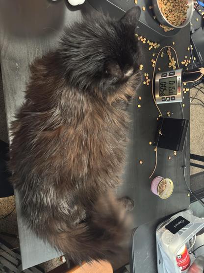 A fluffy black cat is lying on a cluttered desk with scattered cat food, an electronic timer, and a can of cat food.