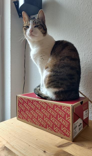Our cat Nina is sitting on a shoe box on a wooden chest, looking down on anyone foolish enough trying to attack her.