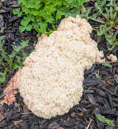 A textured slime mold the color of skin grows in a mulch bed aside some dandelions.