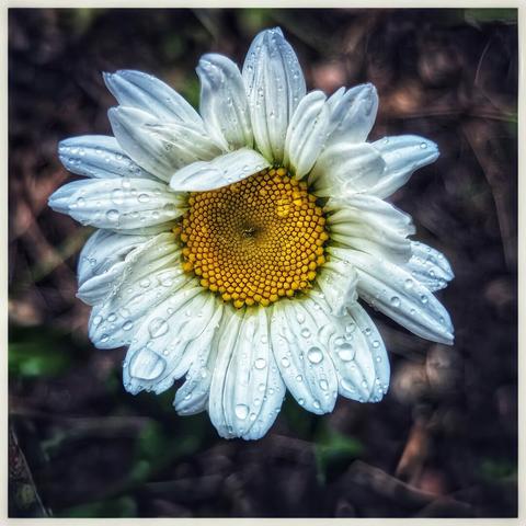 A close-up, slightly overhead shot showcases a single white daisy, its petals adorned with numerous water droplets. The daisy has a vibrant yellow centre composed of tiny florets arranged in a spiral pattern. The long, slender white petals radiate outwards, many still carrying glistening water drops that catch the light. One petal near the top appears slightly folded or damaged. The background is blurred and dark, suggesting soil and perhaps some indistinct foliage, which makes the bright flower stand out prominently. The lighting highlights the texture of the petals and the spherical shape of the water droplets.