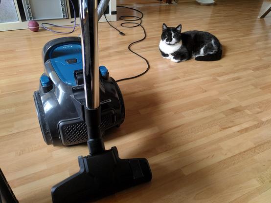 Eine schwarz-weiße Katze sitzt auf dem Boden. Daneben ein blauer Staubsauger.