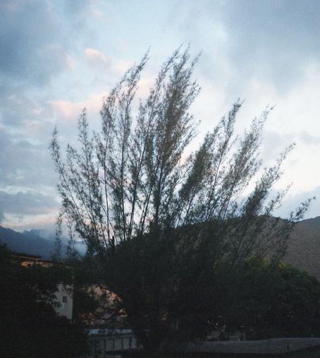 A tall dark bush or tree against the sky