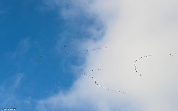 Am blau-weißen Himmel ziehen mehrere Kranichschwärme Richtung Süden. Aufgrund der Entfernung sind sie nur als schwarze Punkte zu erkennen. /
In a blue-white sky, several flocks of cranes fly south. Due to the distance, they are only visible as black dots.