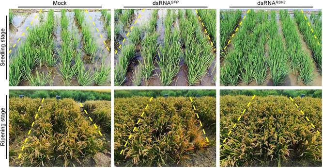 In situ rice crop plant images, comparing mock, dsRNA(GFP), and dsRNA(RSV3) varieties at seedling and ripening stages. An RNA interference system using sprayable small RNA/double-stranded RNA with layered double hydroxides was developed to target Magnaporthe oryzae and rice stripe virus. This system enhanced RNA stability, suppressed fungal germination, and reduced viral replication, decreasing disease incidence, thus offering a scalable, eco-friendly solution for rice disease management.