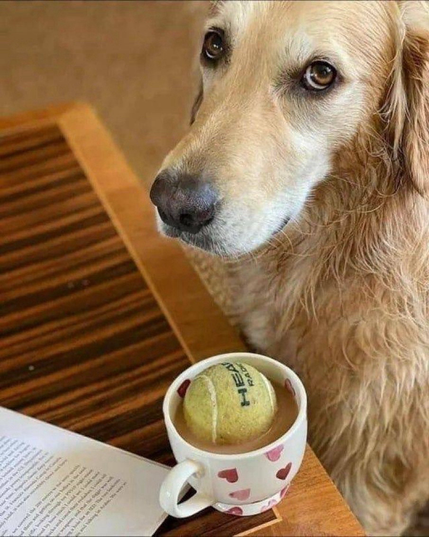 A tennis ball floats in a cup up coffee below the face of a dog looking expectantly at the camera.