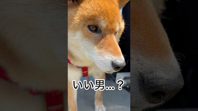 ’25.5.28 力丸の寝姿… #柴犬 #shibainu #柴犬の日常 #柴犬のいる暮らし #寝顔 #よだれ #力丸
