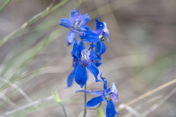 Delphinium nuttallianum, upland larkspur. Against a background of silver and grey-silver-green grasses, a stem of six flowers. Each has five sepals that resemble petals, a gorgeous bright cobalt blue,  a long nectar spur sticking out of the back of the flower, and a "bee" in front of the sepals. The bee is made op of the actual petals, two of which are turned upward, white with blue veining, and the others turned down, deeper blue with fuzz on them, curled around to protect the stamens.