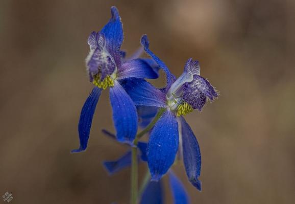 Delphinium nuttallianum, upland larkspur. Blurry forest duff in BG. Here you can more clearly see the stamens. The insect mimicry of the "bee" even extends to there being several infertile stamens sticking out the sides of the "bee" resembling legs.