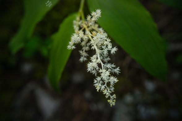 Maianthemum racemosum, false solomon's seal. Closeup on the starry white flowers with spiky stamens tipped with gold pollinia. In the BG leaves and forest duff.