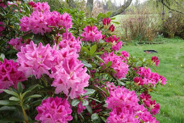 A blooming pink rhododendron bush with dark pink buds and many just-opened flowers against the backdrop of a garden with a lawn and some yellow dandelion flowers, birdbath, and a small bed of daffodils and yellow daffodils.