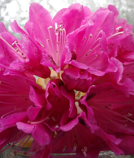 A wet pink rhododendron blossom in a goblet. A drop of water hangs from one of the pink pistils, reflecting the blossom, its stamens, and some sky in a point reflection.